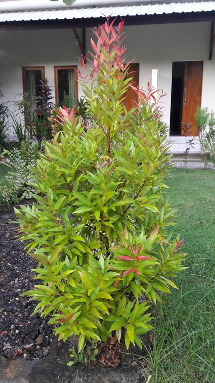 Herry Homestay Kuta  المظهر الخارجي الصورة